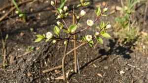 Newly planted apple tree sapling with staked support and mulch ring in New Jersey garden, spring season with budding branches