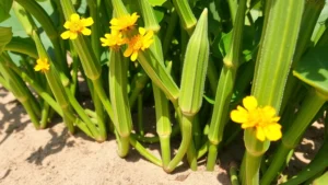 Close-up of vibrant okra plants with yellow flowers and developing pods in summer coastal garden, sandy soil visible at base, morning sunlight