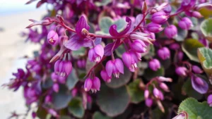 Close-up of purple heart plant with vibrant violet foliage and delicate pink flowers swaying in coastal breeze, sandy beach visible softly blurred in background