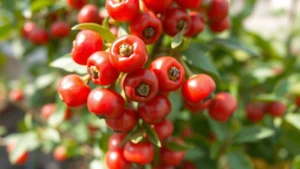 Close-up of red and reddish-brown Schezwan pepper berries on a green shrub with small leaves, showing the characteristic round berry shape in natural garden sunlight