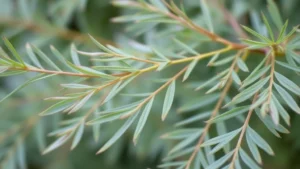 Close-up of delicate willowberry foliage with narrow lance-shaped leaves gently swaying, soft natural lighting highlighting leaf texture and structure