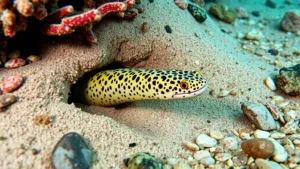 Underwater close-up of spotted garden eel emerging from sandy burrow, showing yellow body with dark spots, surrounded by small rocks and coral rubble, shallow reef environment