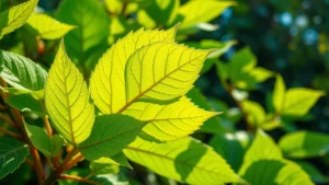 Close-up of vibrant green Takamine-ke Nirinka foliage with detailed leaf texture and natural garden background, morning sunlight filtering through leaves, photorealistic high-quality image