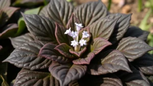 Close-up of mandrake plant showing distinctive wrinkled dark green leaves arranged in rosette pattern with delicate pale violet flowers emerging, morning light, Mediterranean garden setting