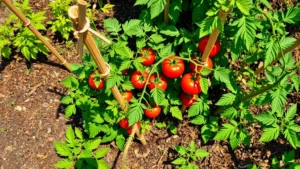 Overhead view of a lush vegetable garden with tomato plants supported by sturdy wooden stakes, surrounded by mulched beds in warm California sunlight, showing healthy green foliage and ripening red tomatoes