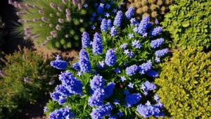 Overhead view of a lush San Diego garden with California lilac blue flowers, native sage plants with purple blooms, and drought-tolerant shrubs in full sun, coastal residential setting