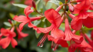 Close-up of vibrant coral and red trumpet-shaped honeysuckle flowers with green foliage, morning dew droplets on petals, natural garden background with soft focus