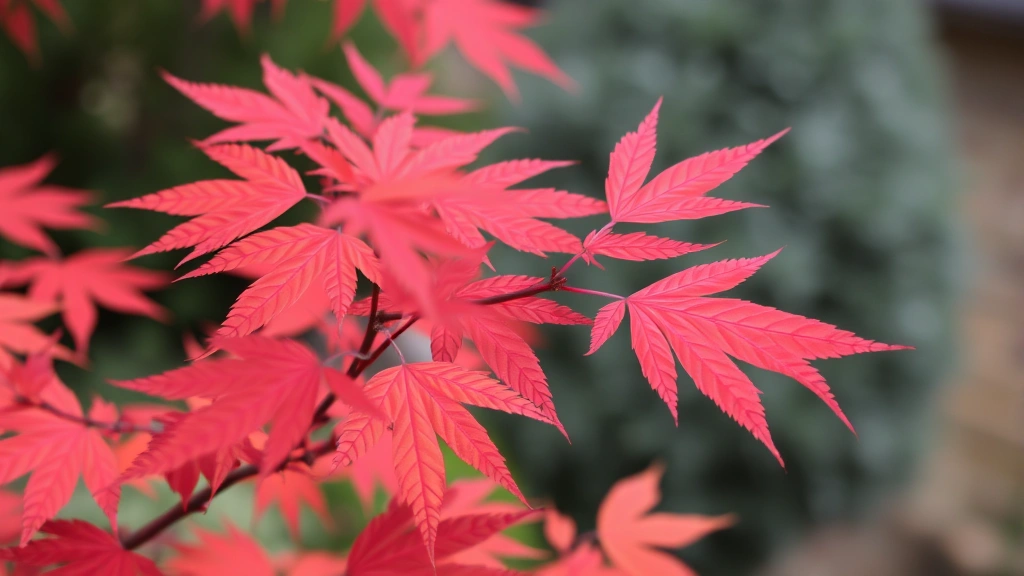 Close-up of Japanese maple foliage displaying vibrant red-orange autumn colors with delicate compound leaves and artistic branching structure against blurred garden background